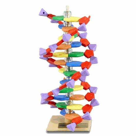 DNA雙螺旋