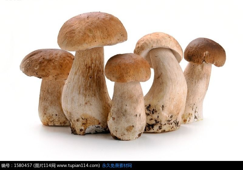 食用蘑菇(具有食用價值菌類)