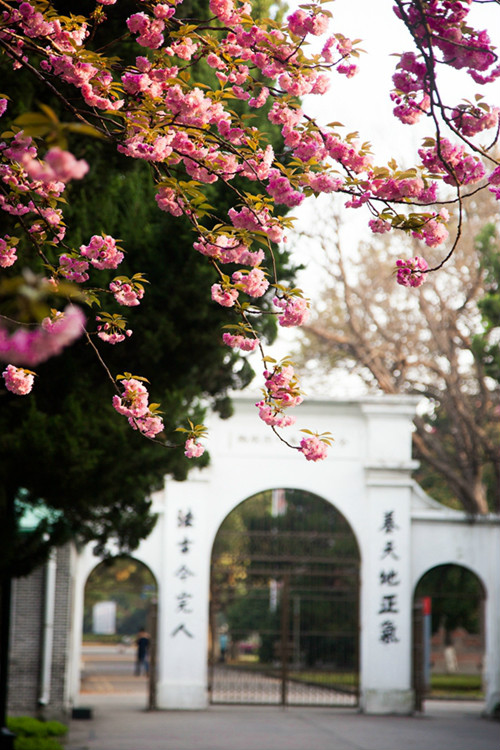 東吳櫻姿