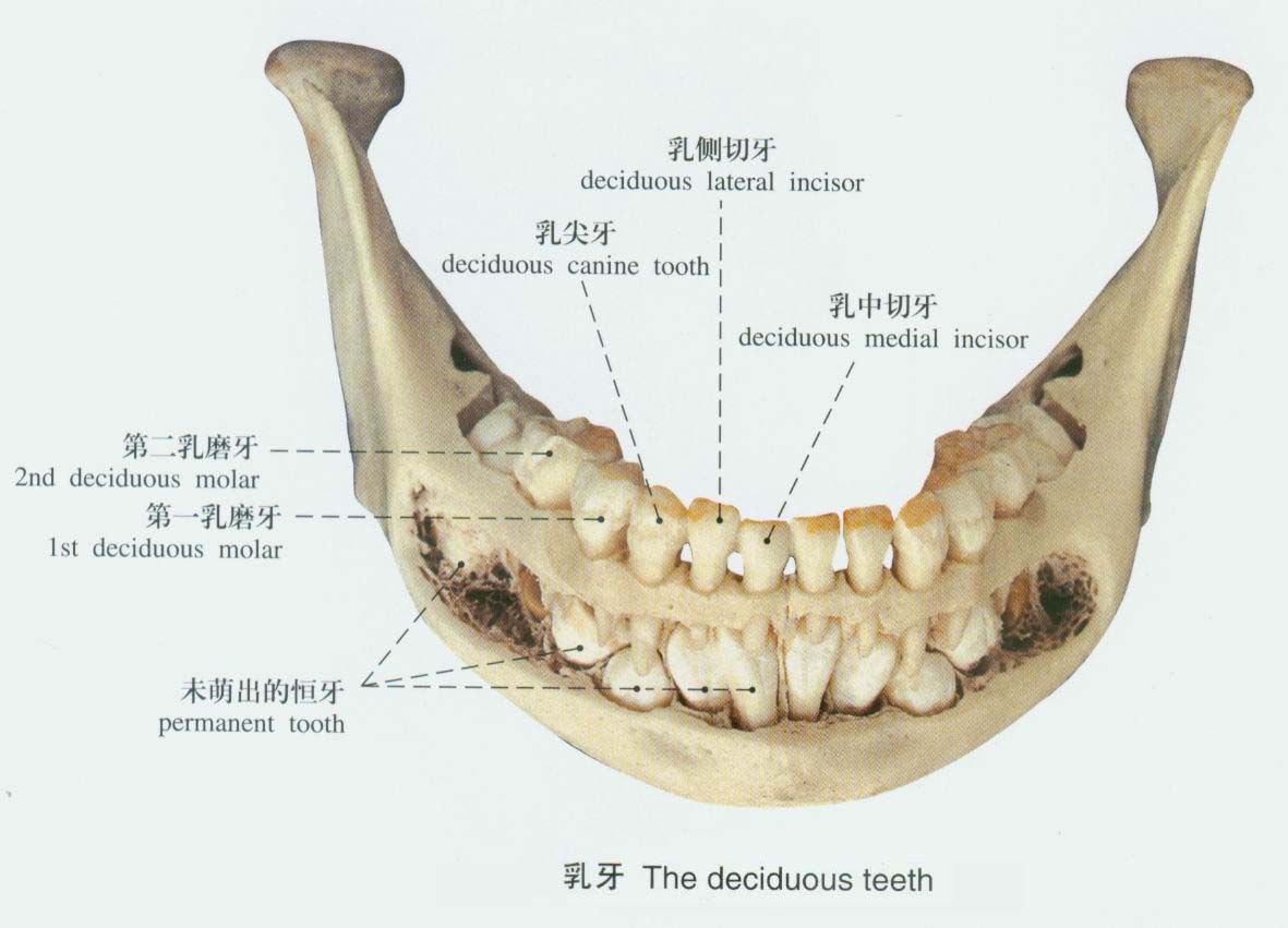 齒齦