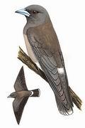 灰燕鵙