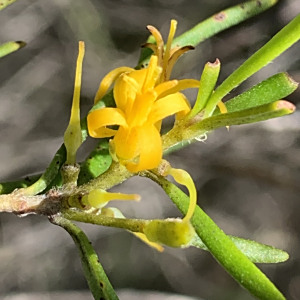 Persoonia mollis