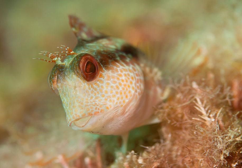 西西波魚 西西波魚