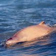 澳大利亞短平鼻海豚