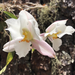 Rhynchostele candidula