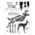 The Art of Painting and Drawing Animals