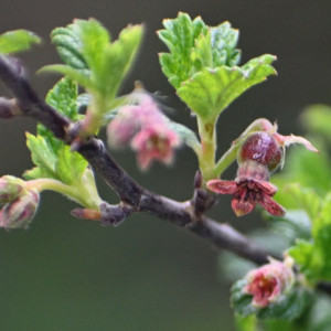 Ribes ovalifolium