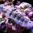 林哥魚 林哥魚
