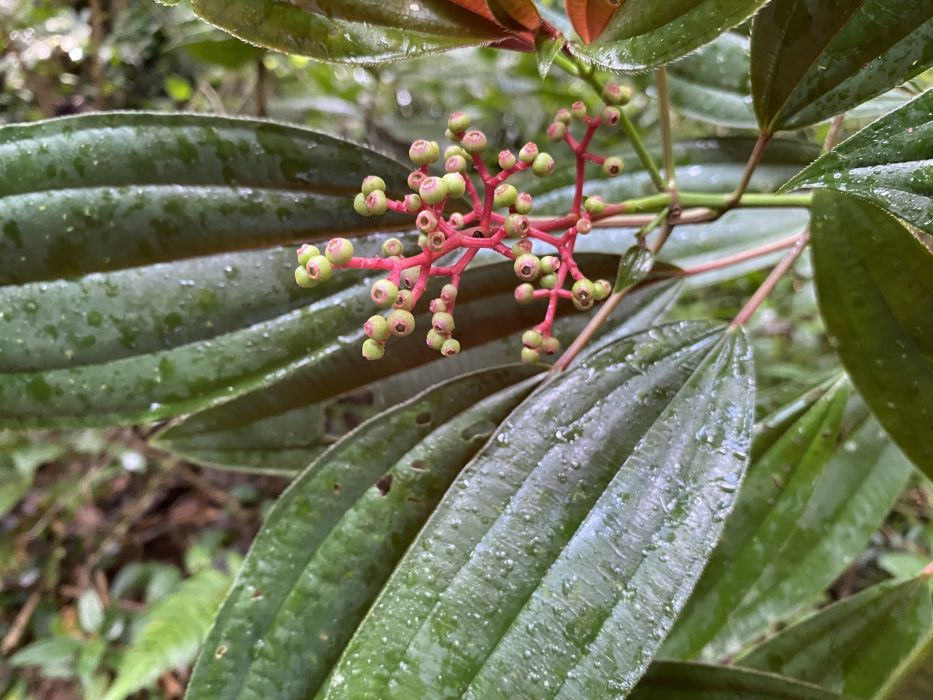 Miconia oinochrophylla