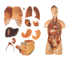 人體器官詳圖