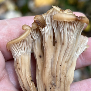 螺殼菌