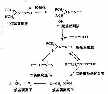 亞硝胺的生物轉化反應
