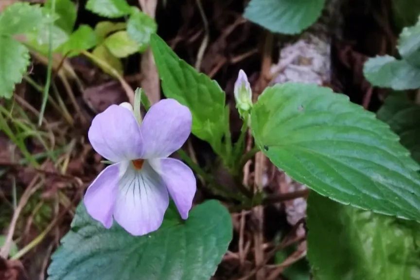 紫花堇菜(堇菜科堇菜屬植物) 紫花堇菜(堇菜科堇菜屬植物)