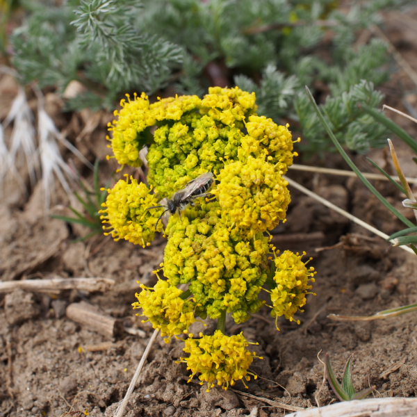 Lomatium quintuplex