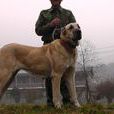 坎高犬 坎高犬