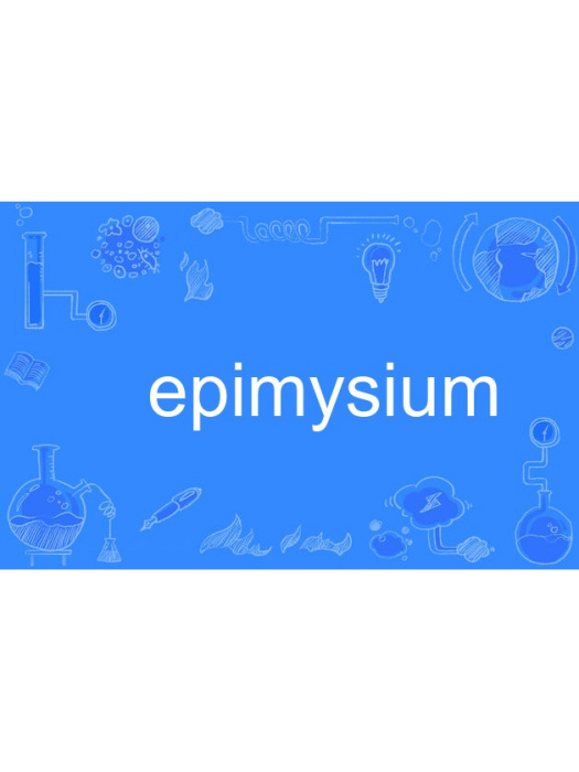epimysium epimysium