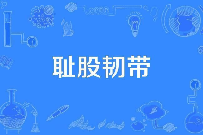 恥股韌帶