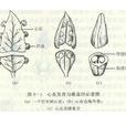 心皮 心皮