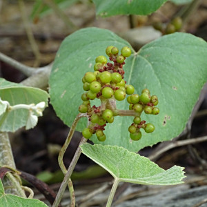 Ampelocissus schimperiana