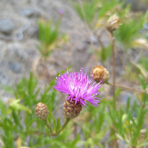 Cheirolophus falcisectus