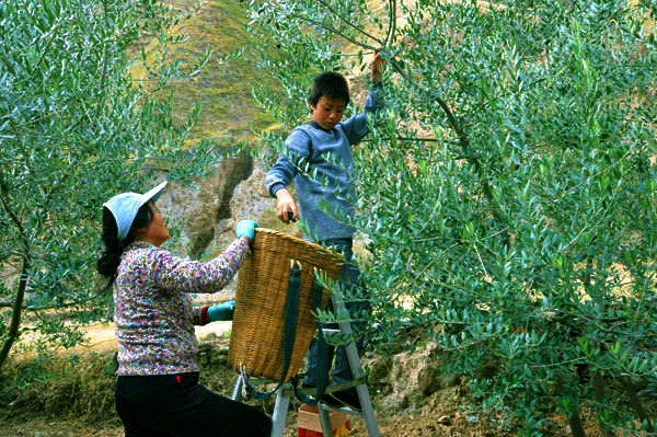稻畦村果農正在採摘油橄欖果
