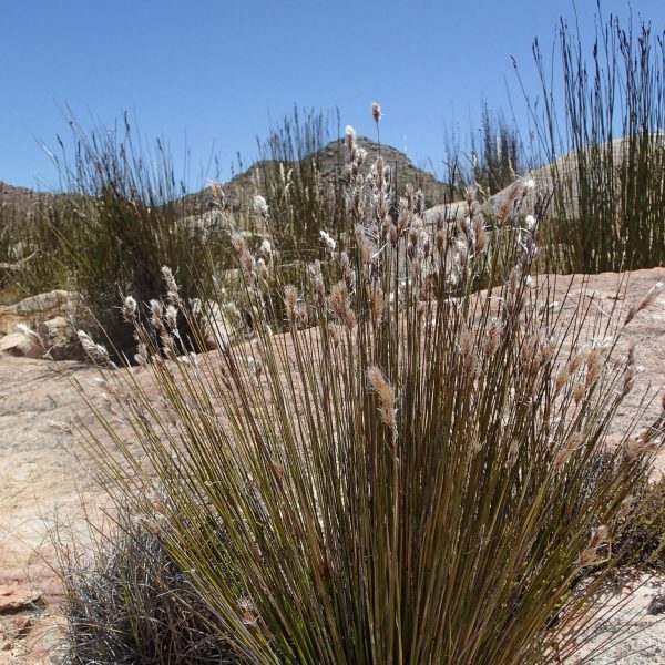 Thamnochortus papyraceus