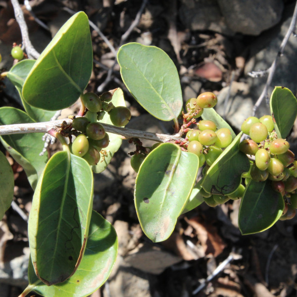 Schinus montana