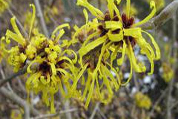 Hamamelis mollis \x27Wisley Supreme\x27 Hamamelis mollis \x27Wisley Supreme\x27