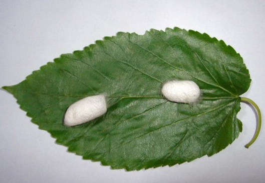 貴蠶4號 貴蠶4號