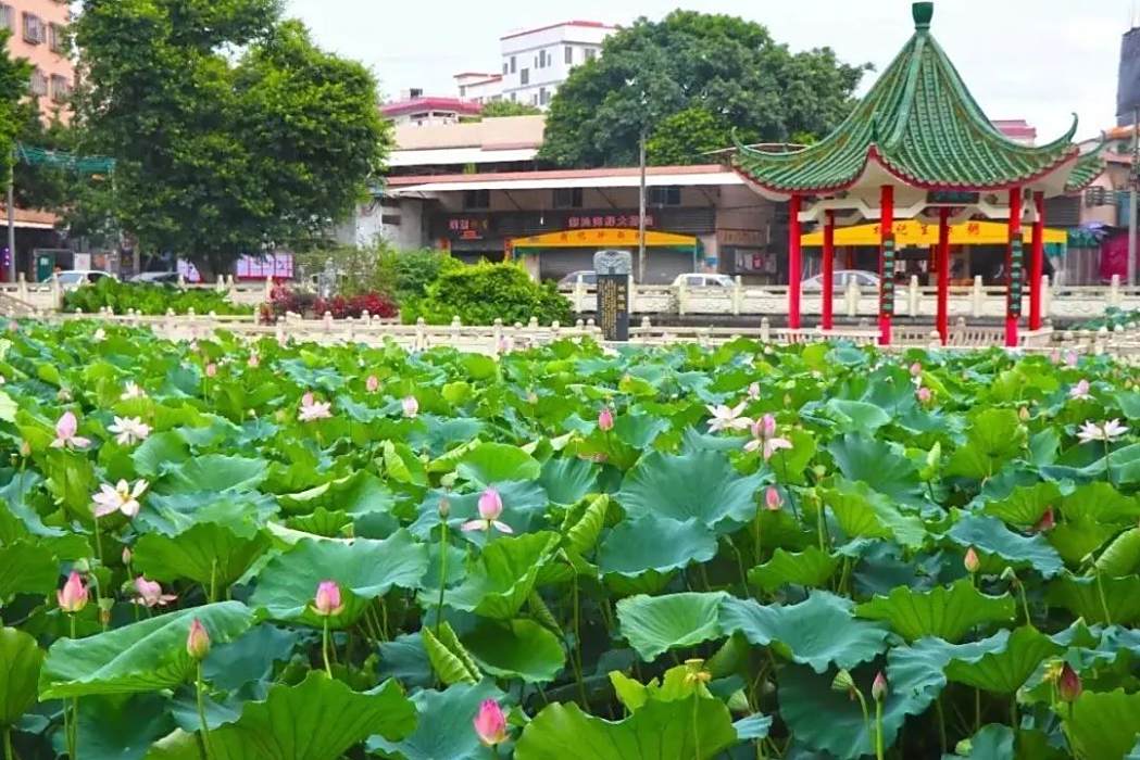 蓮塘公園 蓮塘公園