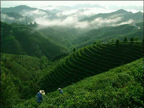 茶山島 茶山島