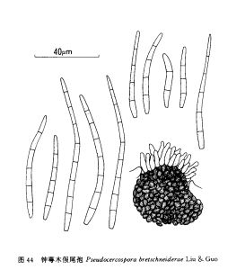 鐘萼木假尾孢