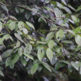 山桂皮 山桂皮