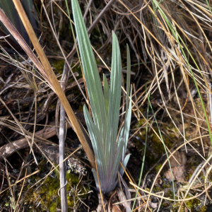 Orthrosanthus acorifolius