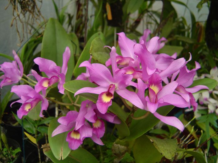 Cattleya guatemalensis Cattleya guatemalensis
