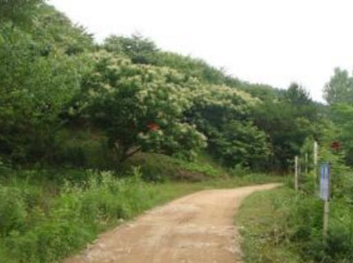 向龍灣村 向龍灣村