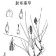 膠東薹草 膠東薹草