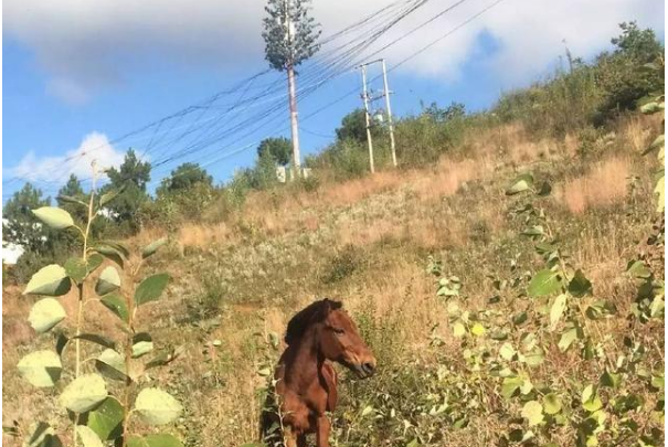 永寧馬 永寧馬