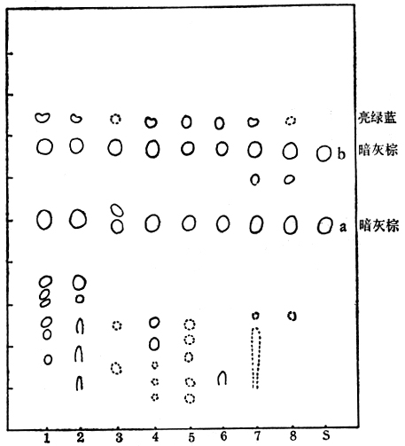 黃芩薄層層析圖譜