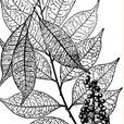 花椒勒 花椒勒