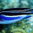 月蝶魚屬 月蝶魚屬