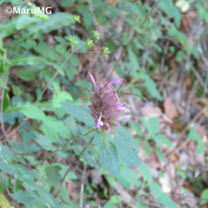 Agastache palmeri