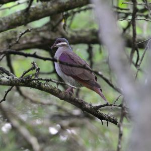 綠頂鶉鳩 綠頂鶉鳩