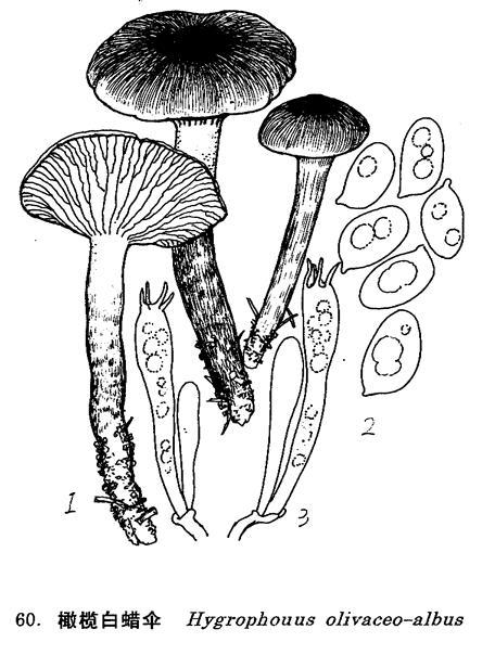 橄欖白蠟傘 橄欖白蠟傘