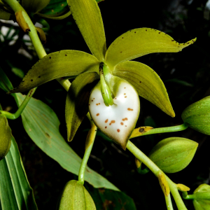 Cycnoches haagii