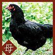花東土雞 花東土雞