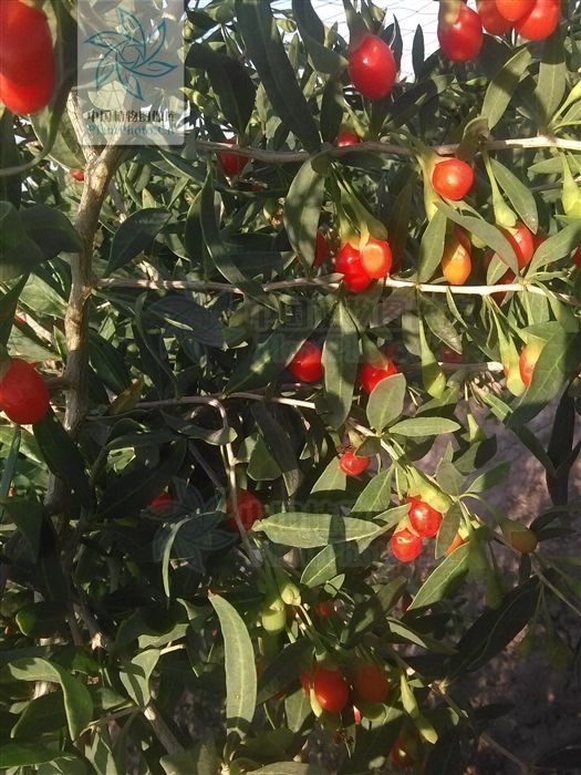 紅枝 紅枝