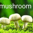 mushroom(英語單詞)