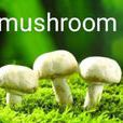 mushroom(英語單詞) mushroom(英語單詞)