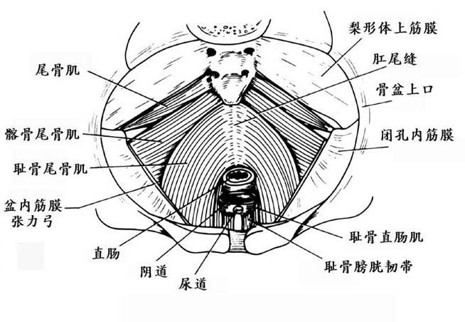 盆底肌痙攣綜合徵